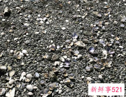 北美高温致海滩大量蛤蜊死亡
