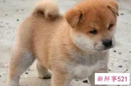 秋田犬该如何喂养