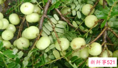 油柑果子该如何保存