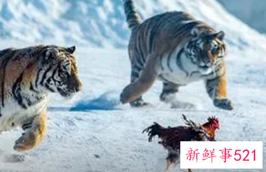 1993年鸡和1998年虎合不合