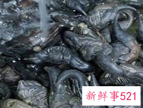 菱角怎么吃有什么好处