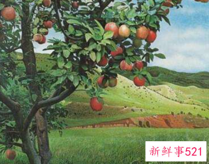 梦见桦树的寓意