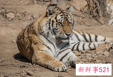 女人梦到老虎追我但逃脱了