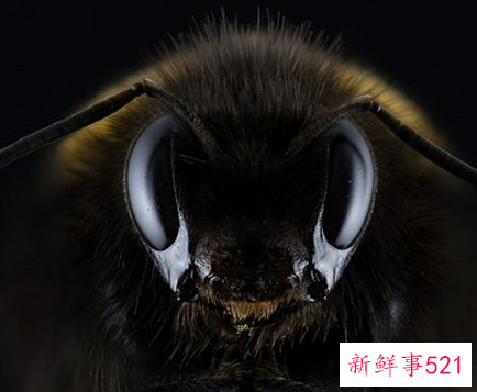 梦见怪物吃人是什么意思