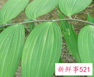 黄精的作用和功效图片