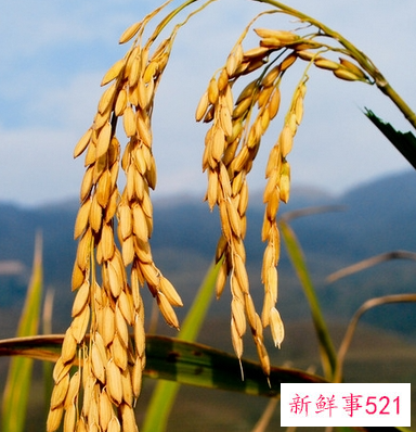 梦见稻谷长得很矮是什么意思