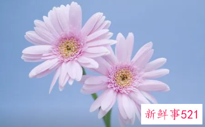 白羊座的幸运花是什么