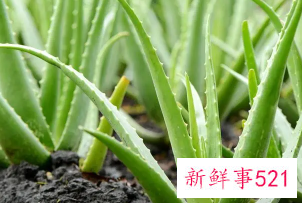 芦荟能美白皮肤吗