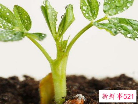 植物生长是指什么