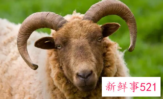 怎样对付属羊的女人