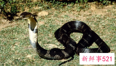 眼镜王蛇的习性