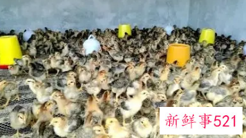 鸡苗该怎么养