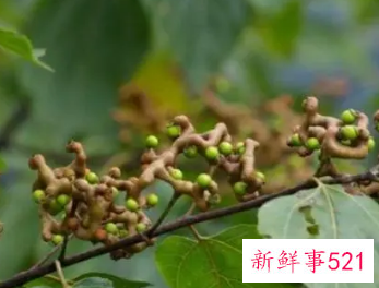 拐枣的功效与作用拐枣的吃法