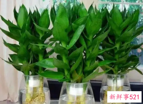 富贵竹老是不生根怎么办