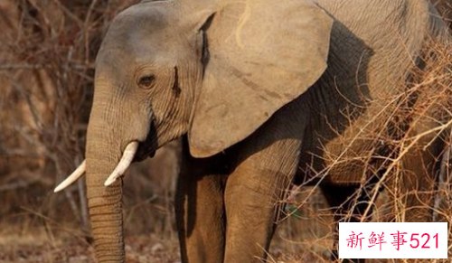 什么动物咬合力最大