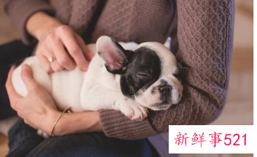 狗的名字带有平安寓意的