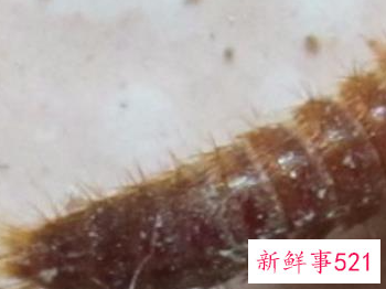 床上有皮蠹幼虫怎么清理