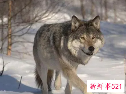 梦见一只狼救了我