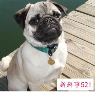 小型犬养什么好一些