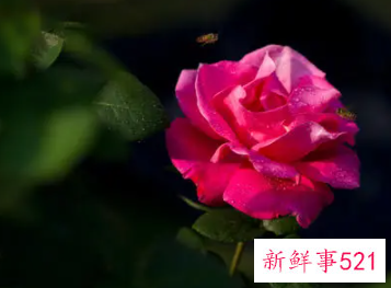 象征着希望和未来的花