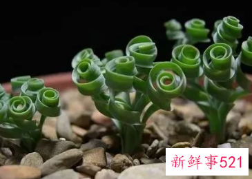 摩羯座适合养什么植物