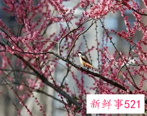 梅好听昵称四个字