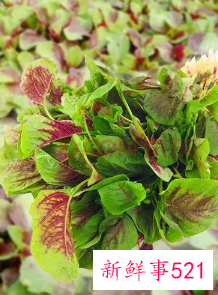 新鲜的苋菜怎么保存