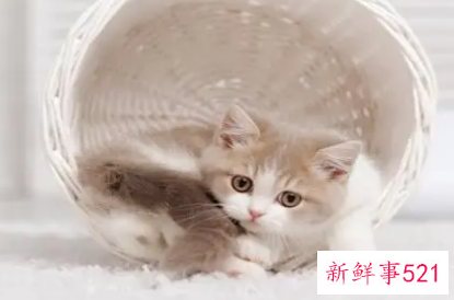 梦见一只小猫