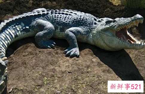 什么动物咬合力最大