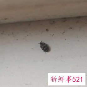 沙发虫子种类名称