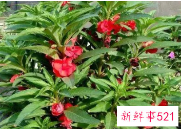 水培凤仙花可以加阿斯匹林吗