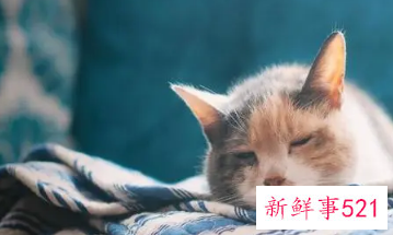 梦见怀里抱着猫是什么意思