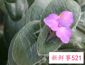 名字好听的植物