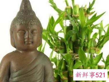 院子里种什么花最旺宅