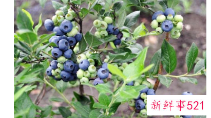 种植蓝莓需要注意哪些