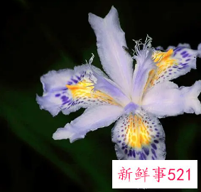 描写鸢尾花的作文