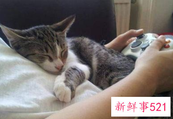 养猫咪的好处