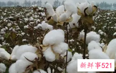 周公解梦梦见自己摘棉花