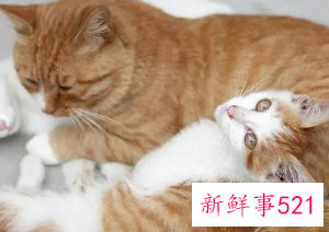 梦见母猫流产是什么预兆