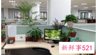 办公桌上摆放哪些物件可以和同事和谐相处