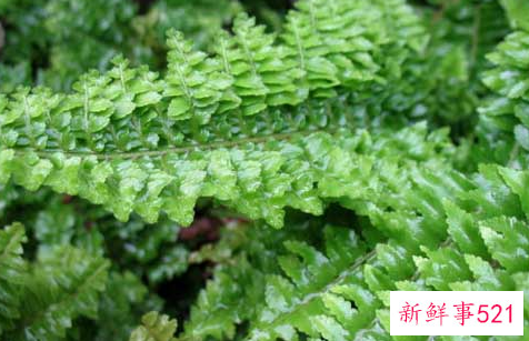 波斯顿蕨叶子发黄怎么办