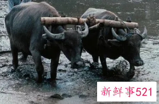 女人梦见两只黑牛