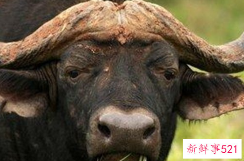 什么动物咬合力最大