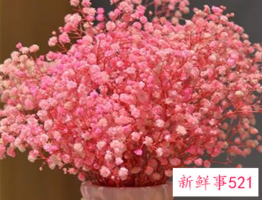 家里摆放满天星干花寓意好不好