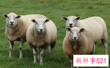 属羊的性格和脾气女