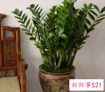 10种客厅招财植物推荐