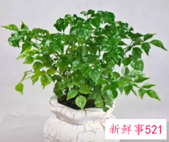 家里放几盆植物吉利