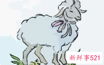 已婚属羊女会喜欢外遇吗