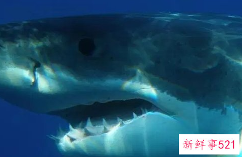 什么动物咬合力最大