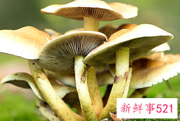 女性吃菌类的坏处